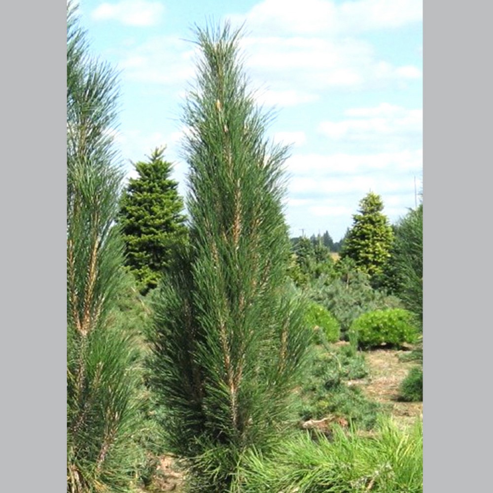 Pušis juodoji (Pinus nigra) 'PYRAMIDALIS'