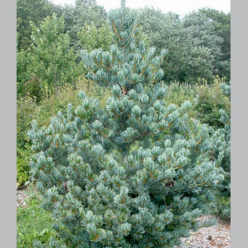 Pušis himalajinė (Pinus wallichiana) „NANA“