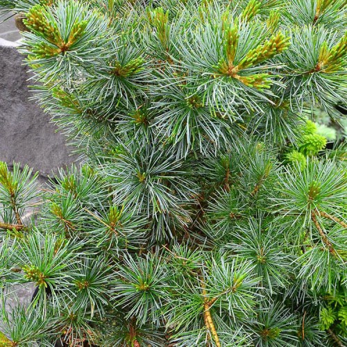 Pušis smulkiažiedė (Pinus parviflora) 'NELLIE'