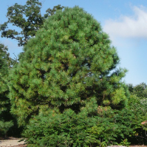 Pušis geltonoji (Pinus ponderosa)