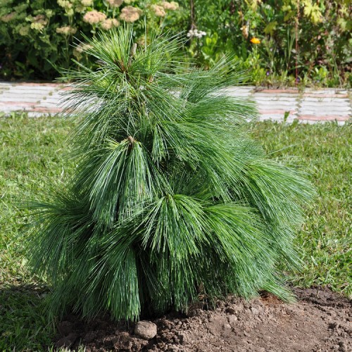 Pušis šverino (Pinus schwerinii) 'WIETHORST'