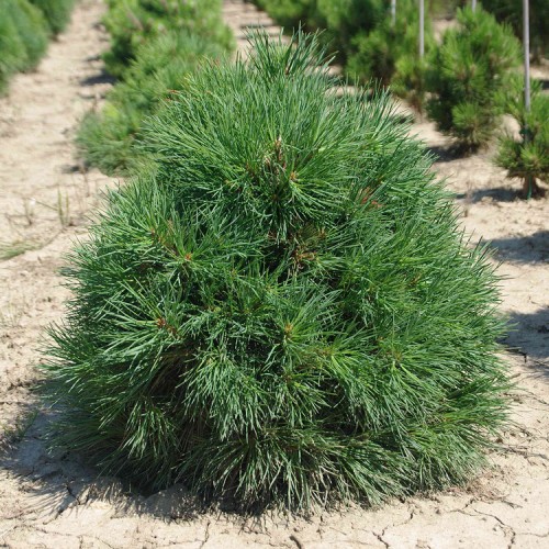 Pušis paprastoji (Pinus sylvestris) 'GLOBOSA VIRIDIS'