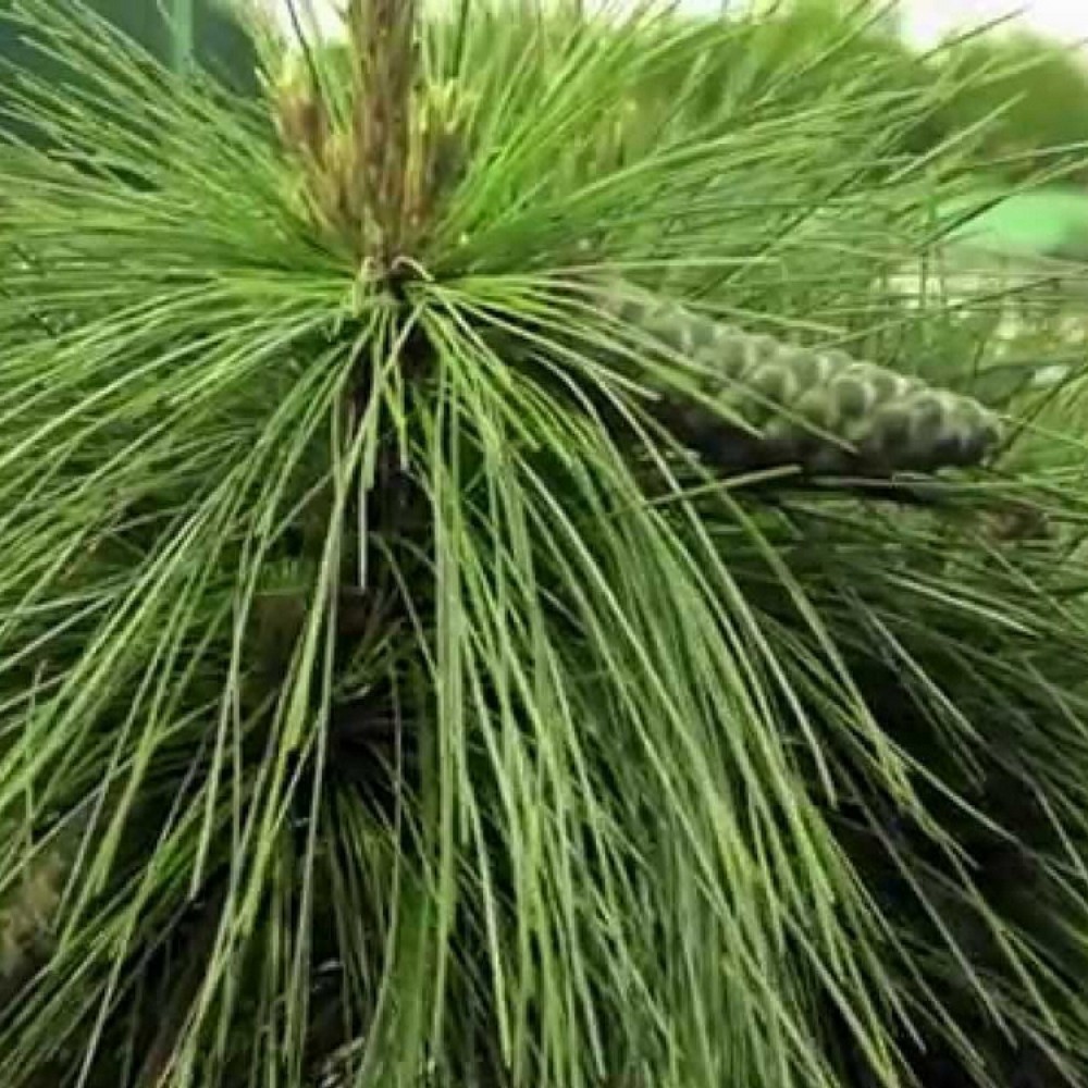 Pušis šverino (Pinus schwerinii) 'WIETHORST'
