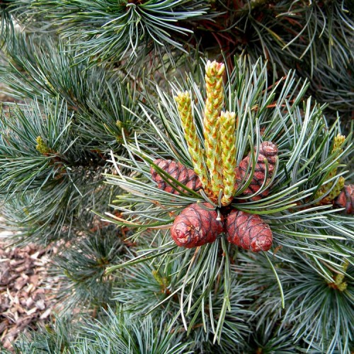 Pušis smulkiažiedė (Pinus parviflora) 'NEGISHI'