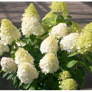 Hortenzija šluotelinė (Hydrangea paniculata) 'MAGICAL SWEET SUMMER'®