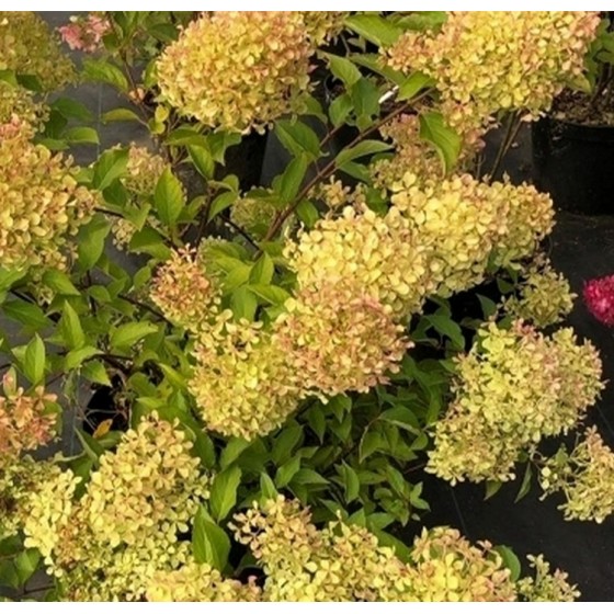 Hortenzija šluotelinė (Hydrangea paniculata) ROMANTIC ACE® 'Renvagor'