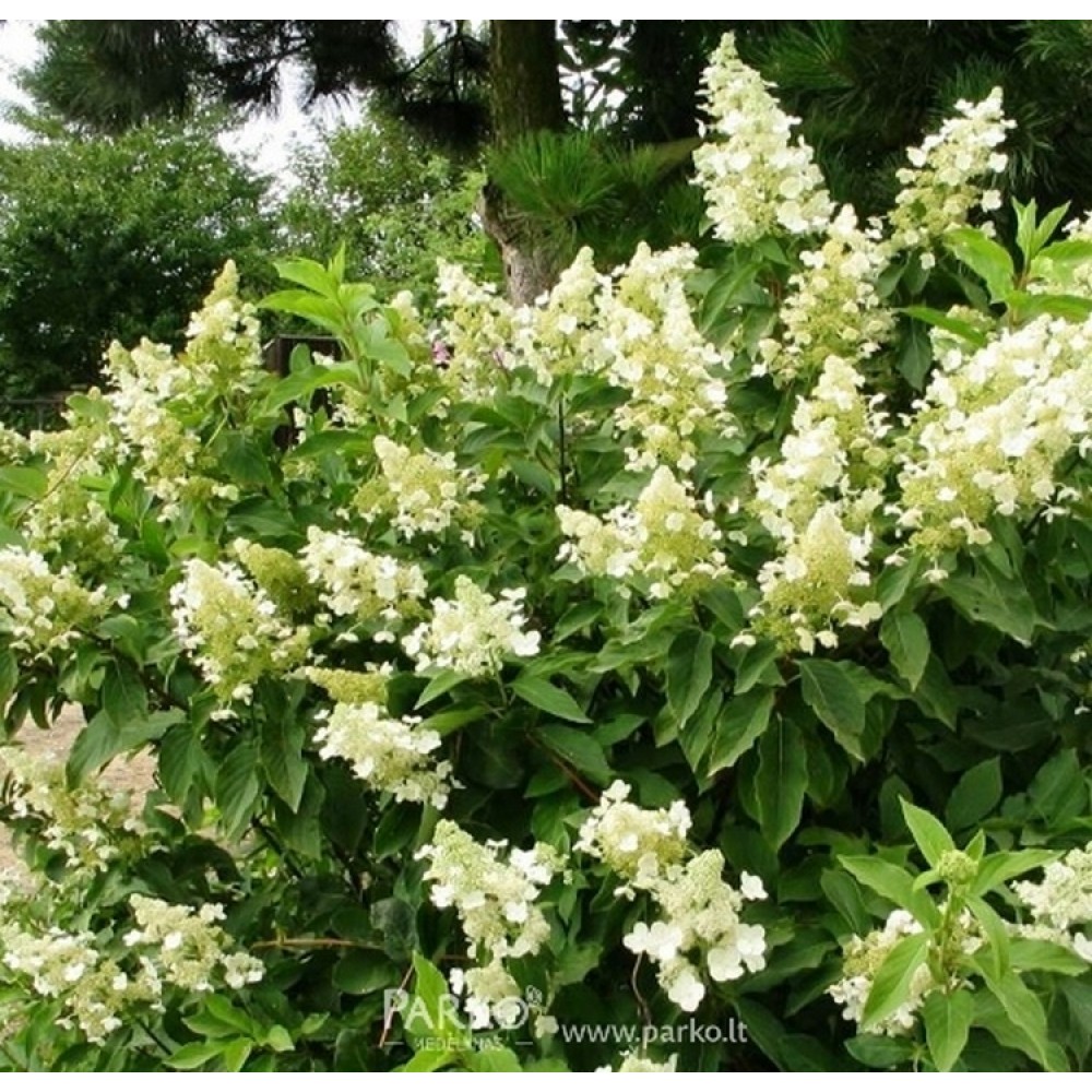 Hortenzija šluotelinė (Hydrangea paniculata) 'UNIQUE'