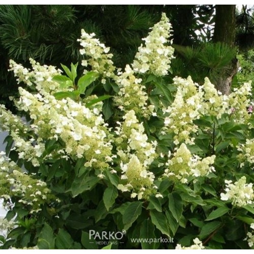 Hortenzija šluotelinė (Hydrangea paniculata) 'UNIQUE'