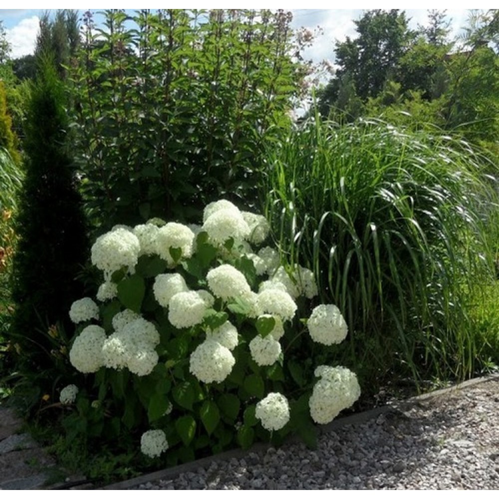 Hortenzija šviesioji (Hydrangea arborescens) 'ANNABELLE'