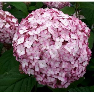 Hortenzija šviesioji (Hydrangea arborescens) 'CANDYBELLE® BUBBLEGUM'
