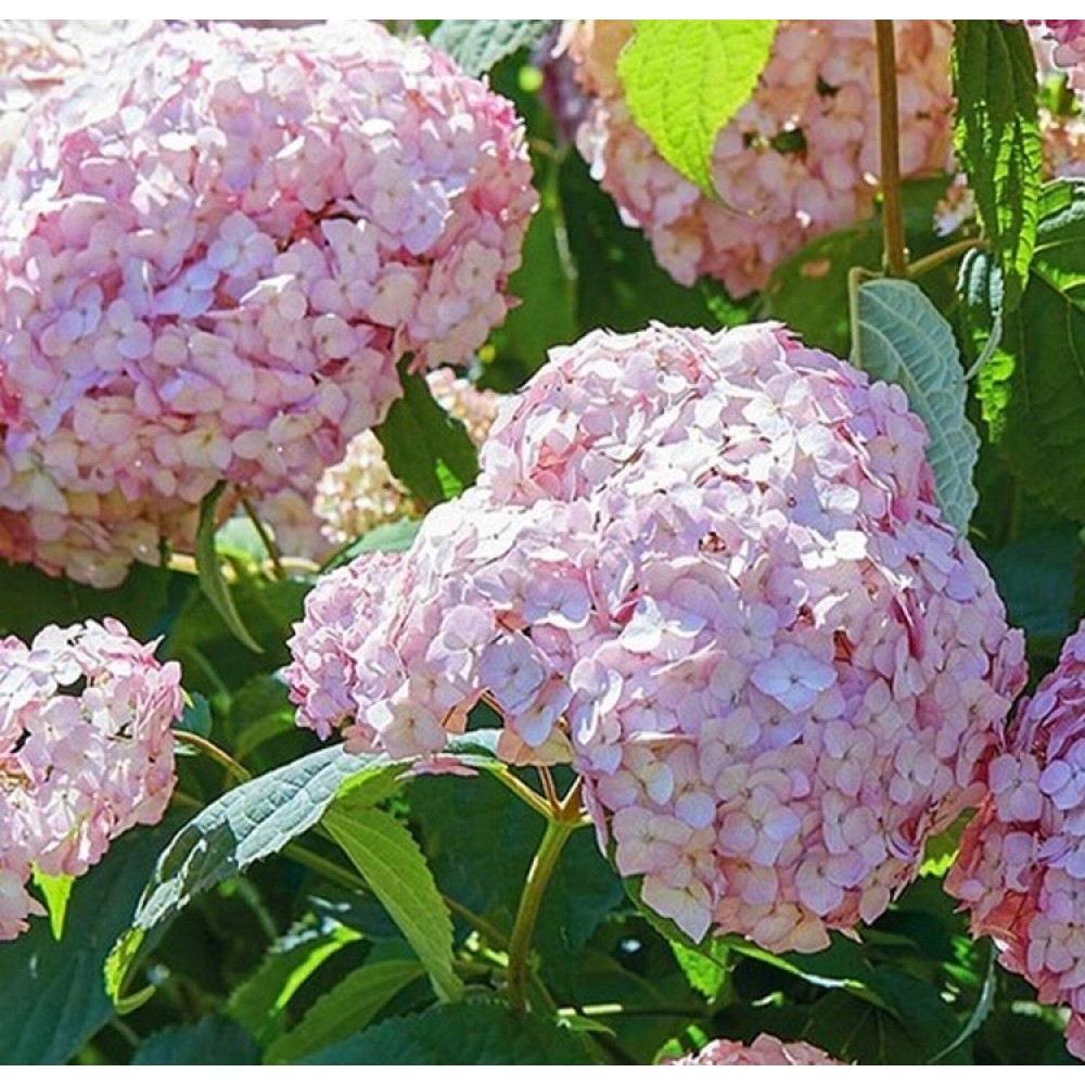 Hortenzija šviesioji (Hydrangea arborescens) 'CANDYBELLE® BUBBLEGUM'