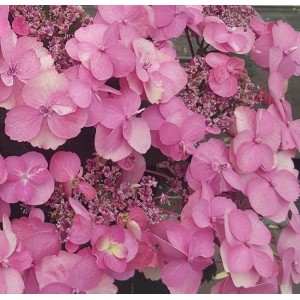 Hortenzija didžialapė (Hydrangea macrophylla) 'COTTON CANDY'®