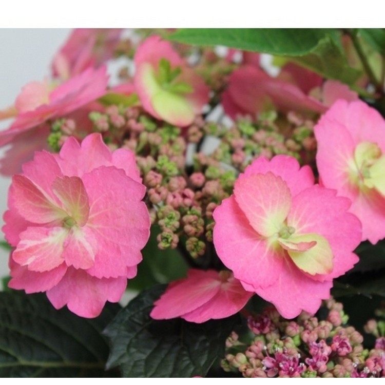 Hortenzija didžialapė (Hydrangea macrophylla) 'COTTON CANDY'®
