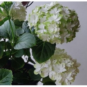 Hortenzija didžialapė (Hydrangea macrophylla) DOPPIO® 'BIANCO'