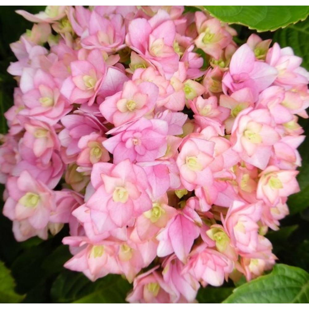 Hortenzija didžialapė (Hydrangea macrophylla) DOPPIO® 'ROSA'