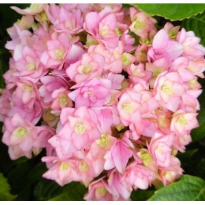 Hortenzija didžialapė (Hydrangea macrophylla) DOPPIO® 'ROSA'