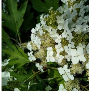 Hortenzija ąžuolialapė (Hydrangea quercifolia) 'ICE CRYSTAL'® 