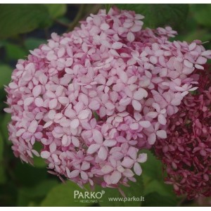Hortenzija šviesioji (Hydrangea arborescens) 'MAGICAL PINKERBELL'®