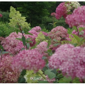Hortenzija šviesioji (Hydrangea arborescens) 'MAGICAL PINKERBELL'®