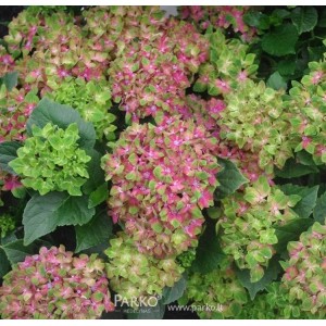 Hortenzija didžialapė (Hydrangea macrophylla) 'SCHLOSS WACKERBARTK'®