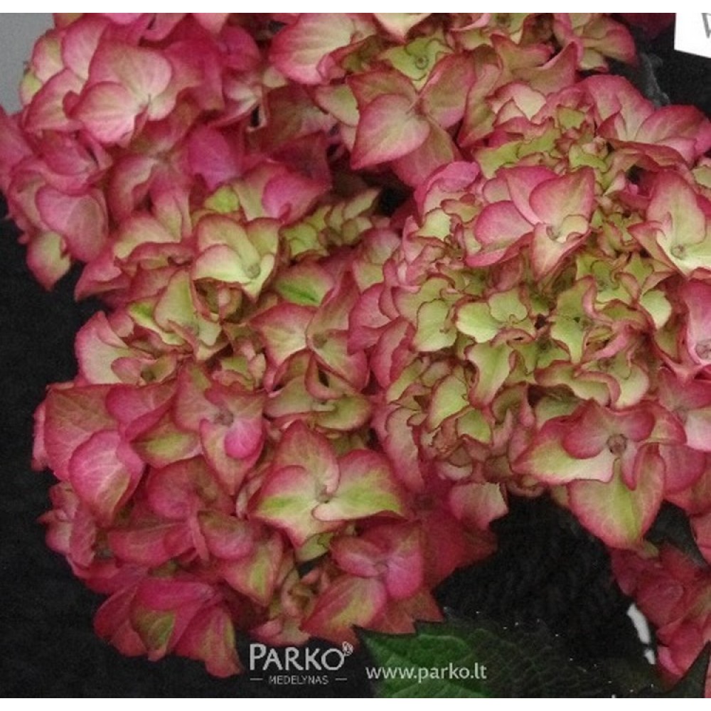 Hortenzija didžialapė (Hydrangea macrophylla) 'SCHONE BAUTZNERIN' (Syn. 'RED BARON')