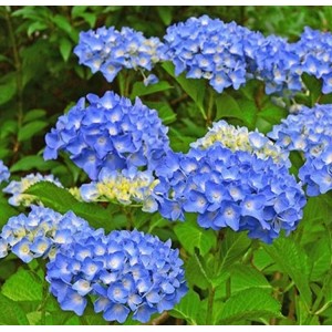 Hortenzija didžialapė (Hydrangea macrophylla) 'BLUE'