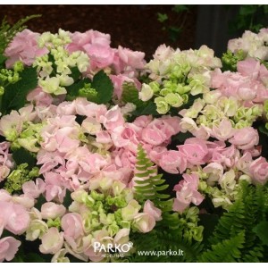 Hortenzija didžialapė (Hydrangea macrophylla) 'PINK SENSATION'®