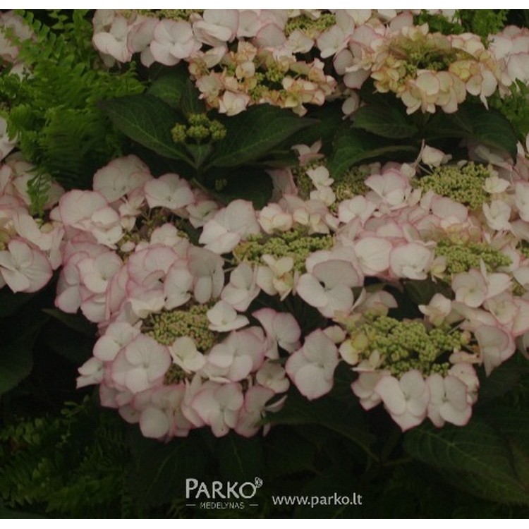 Hortenzija didžialapė (Hydrangea macrophylla) 'SABRINA'®
