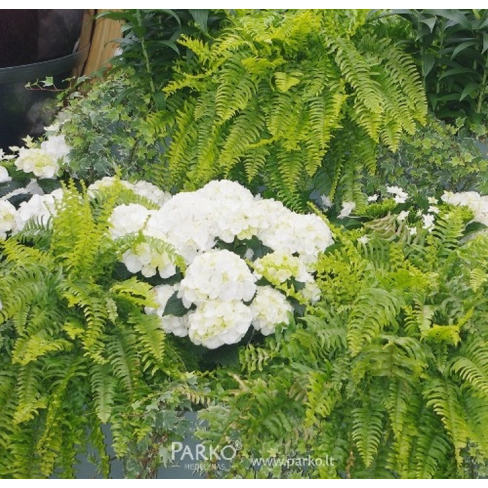 Hortenzija didžialapė (Hydrangea macrophylla) 'SHAKIRA'®