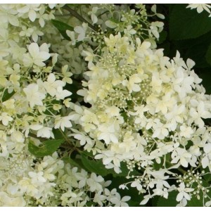 Hortenzija šluotelinė (Hydrangea paniculata) DANTELLE DE GORRON® 'RENCRI'