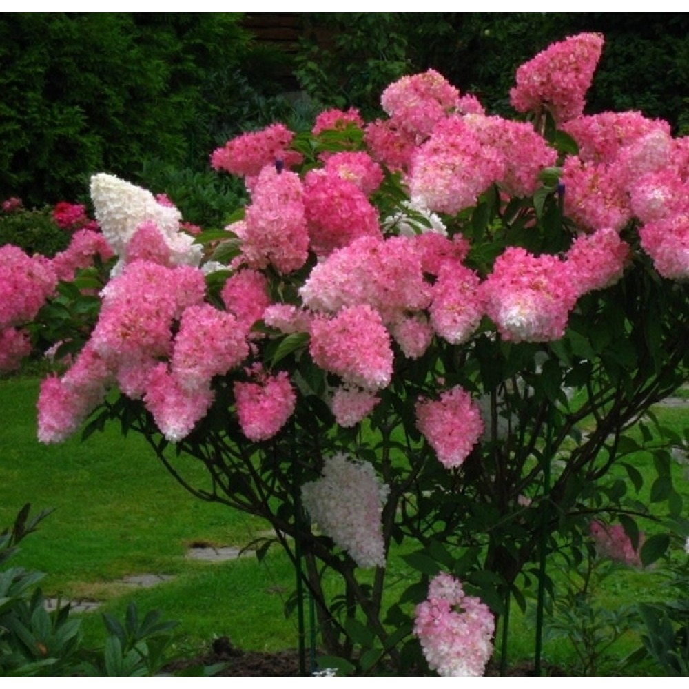 Hortenzija šluotelinė (Hydrangea paniculata) 'FRAISE MELBA'® ('RENBA'PBR)