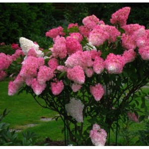 Hortenzija šluotelinė (Hydrangea paniculata) 'FRAISE MELBA'® ('RENBA'PBR)