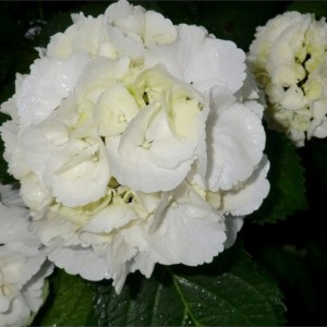 Hortenzija didžialapė (Hydrangea macrophylla) 'SCHNEEBALL'® (syn. 'SNOWBALL')