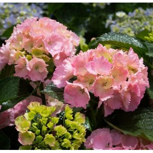 Hortenzija didžialapė (Hydrangea macrophylla) 'PINK SENSATION'®