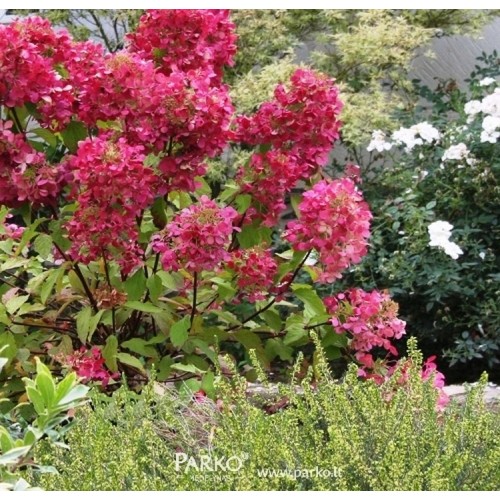 Hortenzija šluotelinė (Hydrangea paniculata) 'DIAMANT ROUGE'® ('RENDIA' PBR)