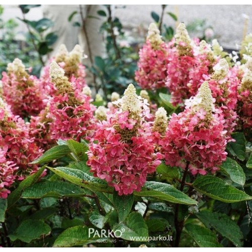 Hortenzija šluotelinė (Hydrangea paniculata) 'MAGICAL VESUVIO'®
