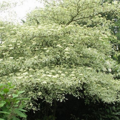 Sedula pražangialapė (Cornus alternifolia) 'ARGENTEA' 