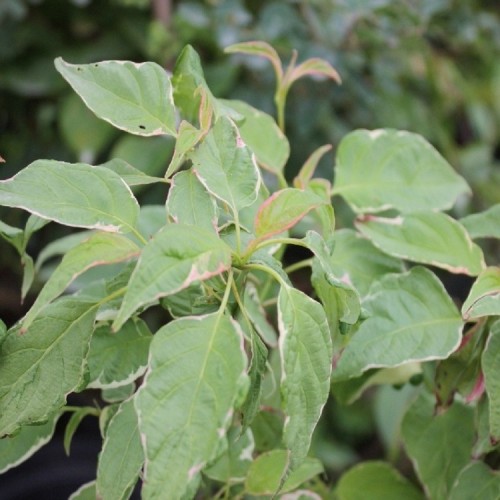 Sedula pražangialapė (Cornus alternifolia) 'SILVER GIANT'