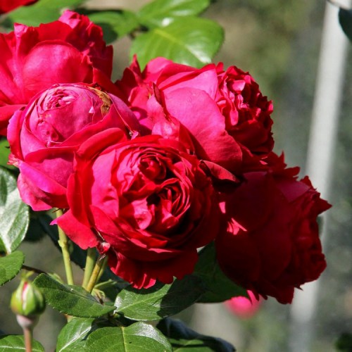Rožė 'RED EDEN ROMANTICA'®