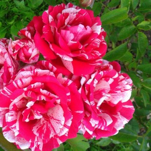 Rožė 'PAPAGENO'