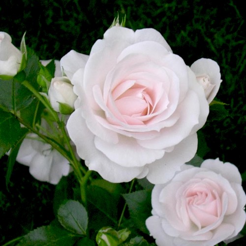Rožė 'ASPIRIN ROSE'