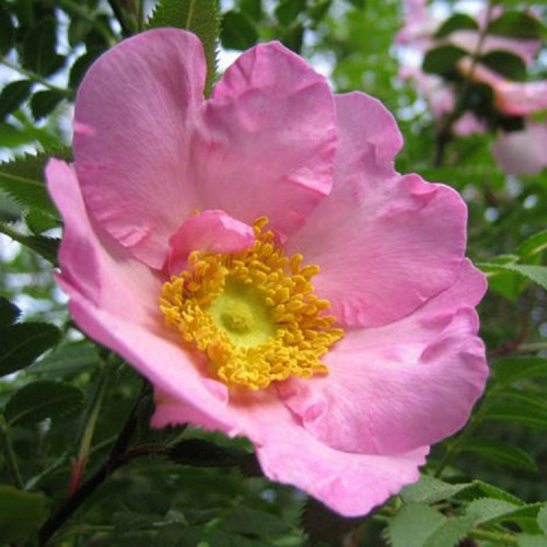 Erškėtis (Rosa roxburghii) 