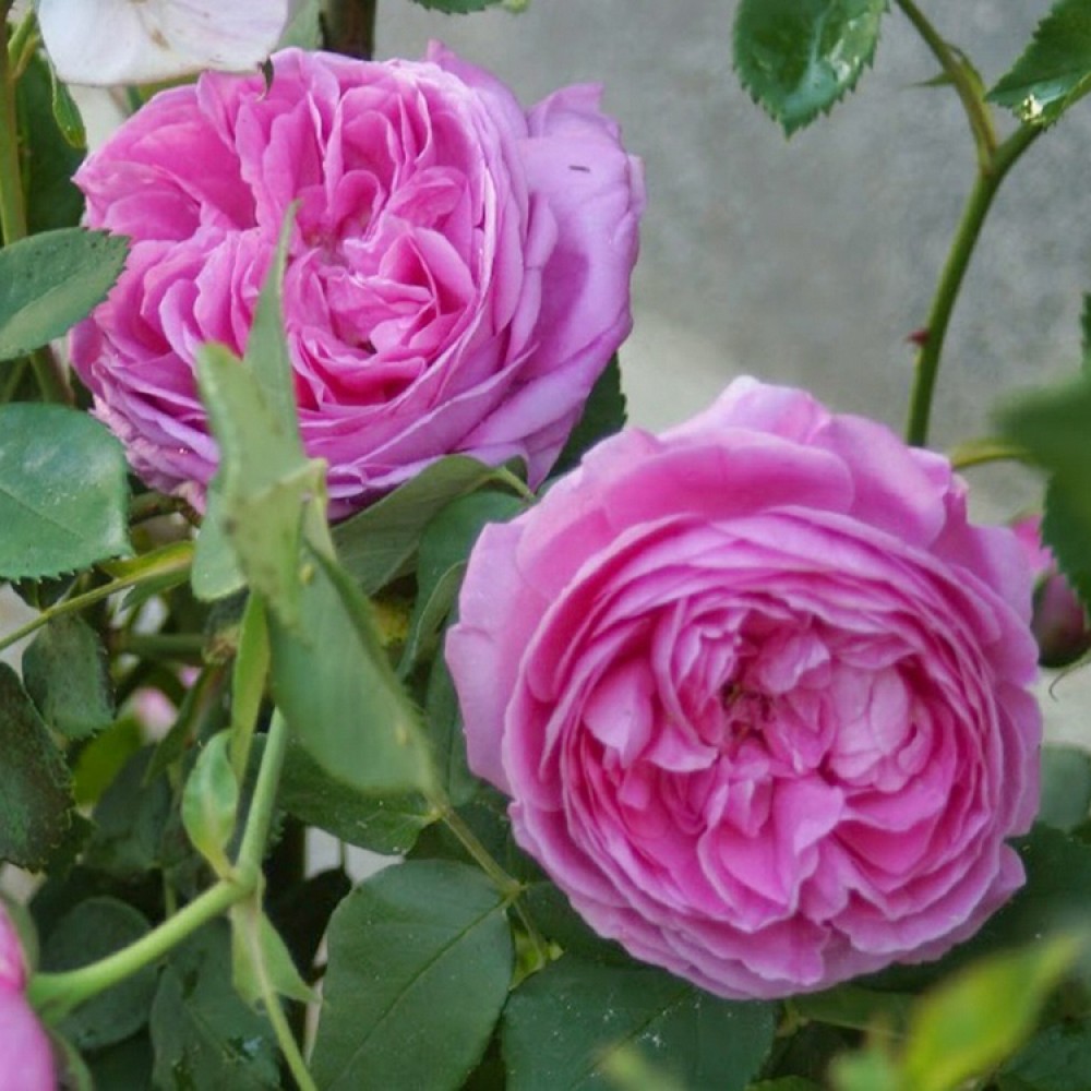 Rožė 'LOUISE ODIER'