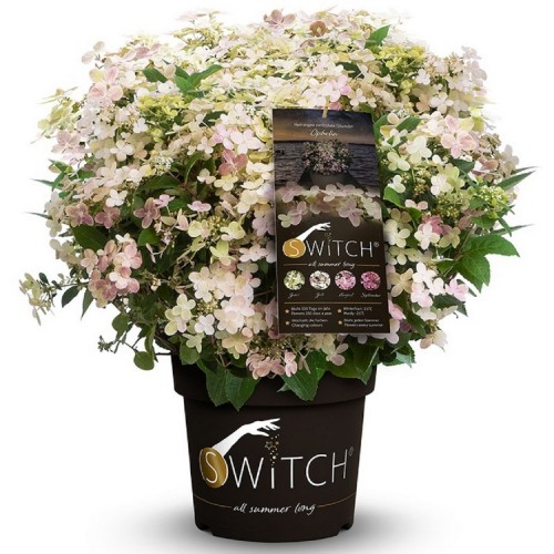 Hortenzija šluotelinė (Hydrangea paniculata) (S)WITCH® 'OPHELIA'