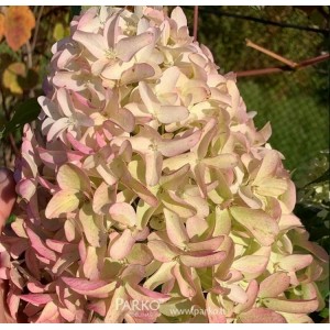 Hortenzija šluotelinė (Hydrangea paniculata) 'SKYFALL'® (FRENNE'PBR)
