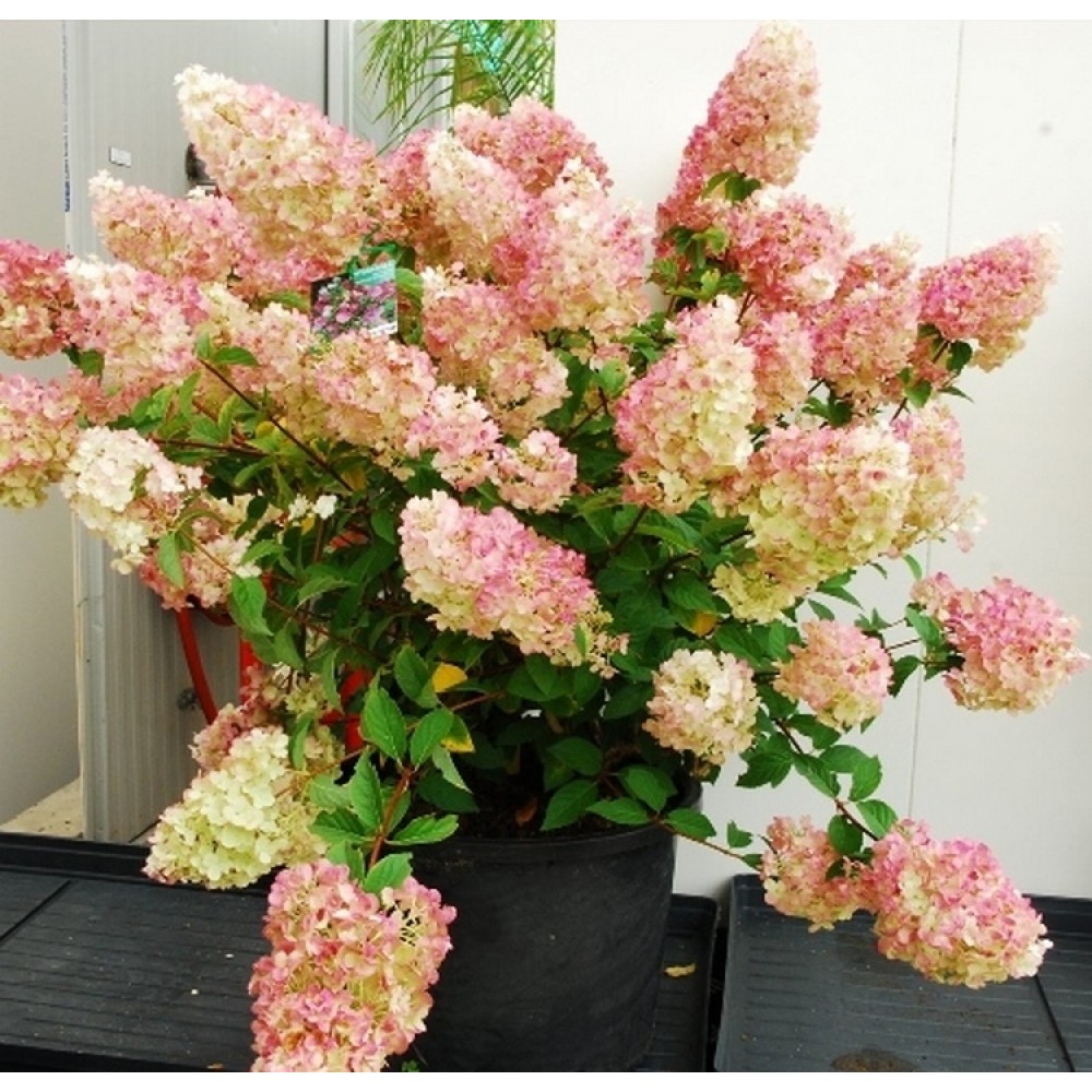 Hortenzija šluotelinė (Hydrangea paniculata) 'SUNDAE FRAISE'® ('RENSUN'PBR)