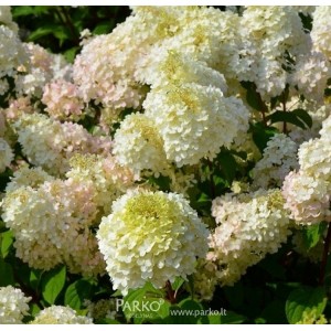 Hortenzija šluotelinė (Hydrangea paniculata) 'SUNDAE FRAISE'® ('RENSUN'PBR)