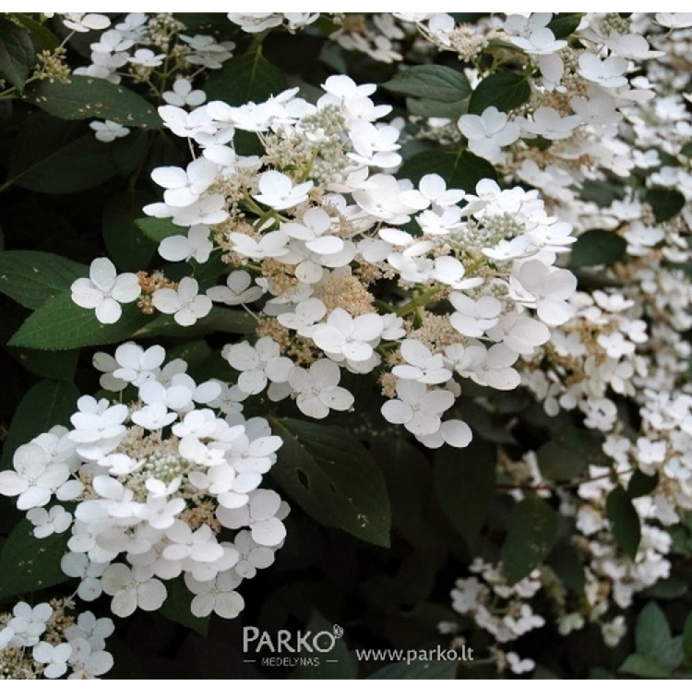 Hortenzija šluotelinė (Hydrangea paniculata) 'WHITE MOTH'