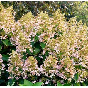 Hortenzija šluotelinė (Hydrangea paniculata) 'PERLE D' AUTOMNE' (syn.'DEGUSTAR')