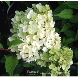 Hortenzija šluotelinė (Hydrangea paniculata) 'VANILLE - FRAISE'PBR